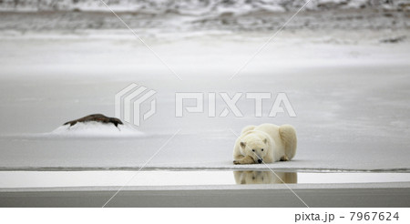 Rest of a polar bear. Rest of a polar bear. 7967624