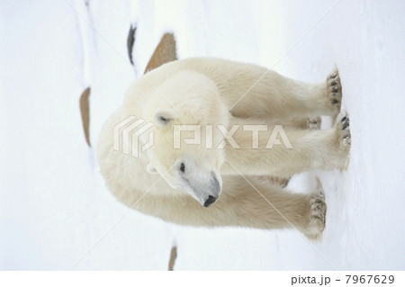 Portrait of a polar bear. Portrait of a polar bear. 7967629