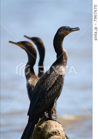 Three Cormorants. Three Cormorants. 7967670