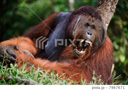 Yawning Orangutan 7967671