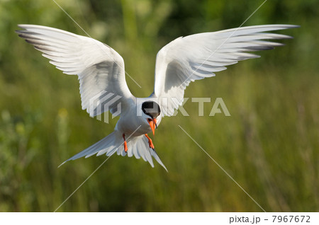 Flitting Tern. Flitting Tern. 7967672