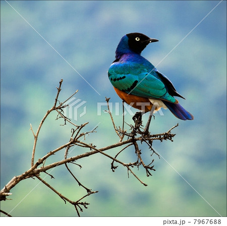 Superb Starling. 7967688