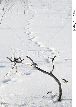 Branch on snow. Branch on snow. 7967695