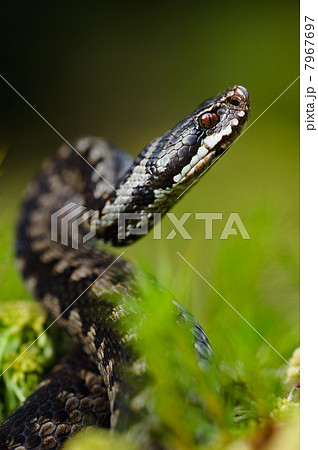 The Viper prepares for a throw The Viper prepares for a throw 7967697