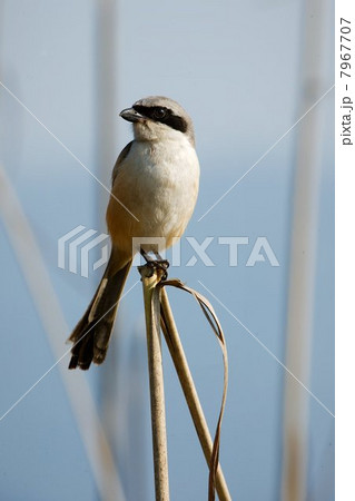 Great Grey Shrike. Great Grey Shrike. 7967707