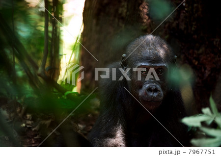Kid of a lowland gorilla 7967751