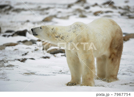 The polar bear sniffs. 7967754