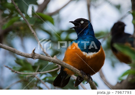 Superb Starling. Superb Starling. 7967793