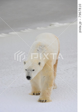 Polar bear. 7967810