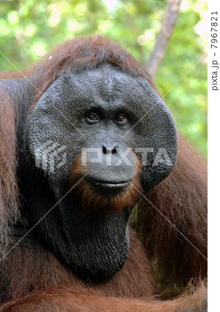 The adult male of the Orangutan. The adult male of the Orangutan. 7967821