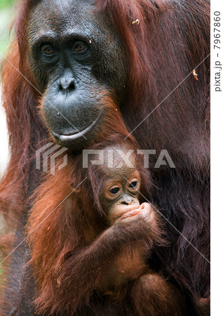 The orangutan with a cub 7967860