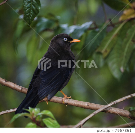 The Sooty Thrush. 7967861