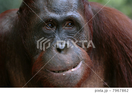 Orangutan Ben. 7967862