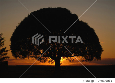 Tree crone on a sunset. 7967863