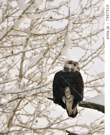 Bald eagle perched on branch 7967910