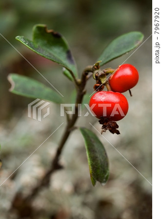 Bearberry. Bearberry. 7967920