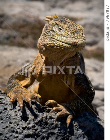 The iguana on a lava 7967937