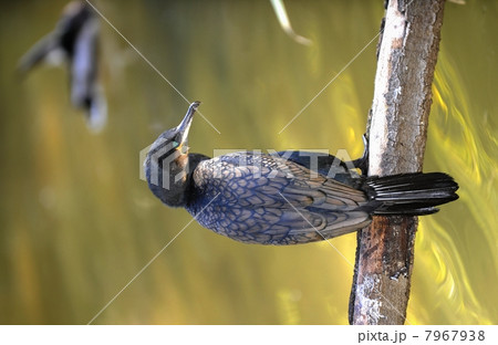Great cormorant 7967938