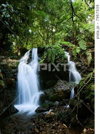 Waterfalls of Bwindi forest. 2 7967939
