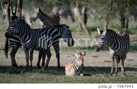 Foal of a zebra with mum. Foal of a zebra with mum. 7967944