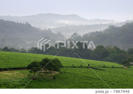 Bwindi tea plantations. 7967946