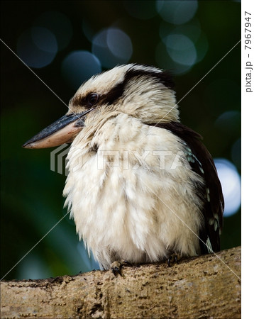 Kookaburra portrait. 7967947