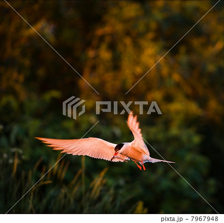The Tern with a small fish . 7967948