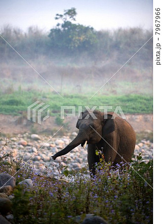 Morning elephant. 7967966