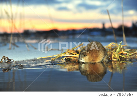 Muskrat on a sunset. 7967967