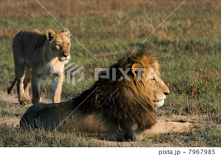 Lion and lioness. 7967985