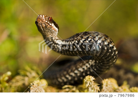 Snake in a menacing pose. 7967986