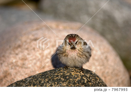 The wren on a stone. 7967993