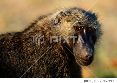 Portrait of a baboon. 7967997