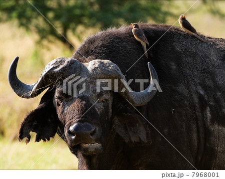 Portrait of a buffalo with a birdie. Portrait of a buffalo with a birdie. 7968001