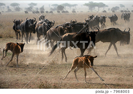Migration. 3 Migration. 3 7968003