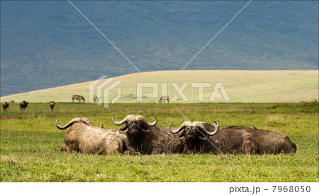 Buffalo s have a rest. Buffalo s have a rest. 7968050