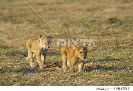 Two young lions. Two young lions. 7968052