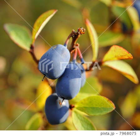 Autumn Billberry. 7968075