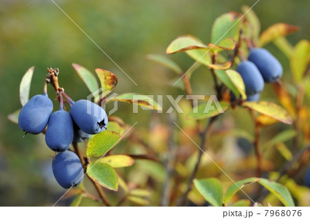 Autumn Billberry. Autumn Billberry. 7968076