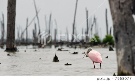 The Roseate Spoonbils The Roseate Spoonbils 7968077