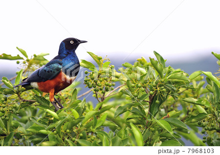 Superb Starling. 7968103