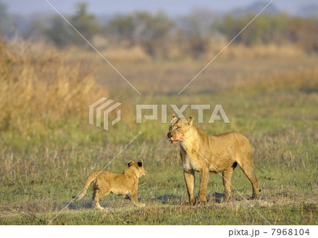 Lioness after hunting with cub. 7968104