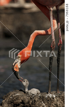 Baby bird of the Caribbean flamingo. 7968168