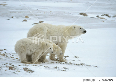 Polar she-bear with cubs. 7968209