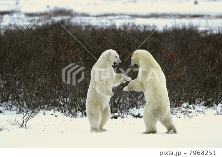 Fight of polar bears. 18 7968251