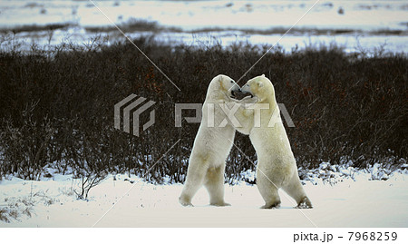 Fight of polar bears. Fight of polar bears. 7968259