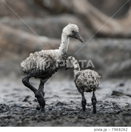 Babys bird of the Caribbean flamingo. 7968262