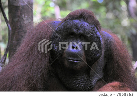 The adult male of the Orangutan. 7968263