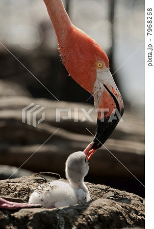 Baby bird of the Caribbean flamingo. Baby bird of the Caribbean flamingo. 7968268