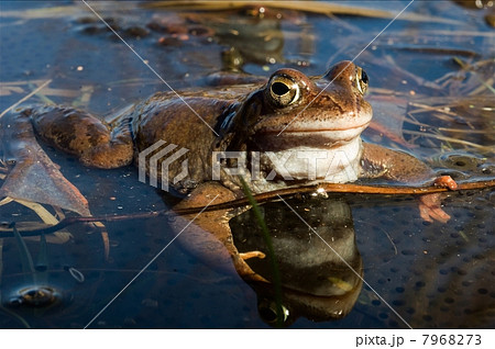 The Common Frog. 7968273